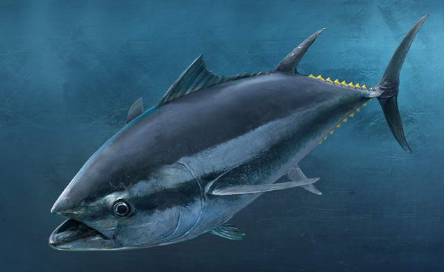 Tuna fish